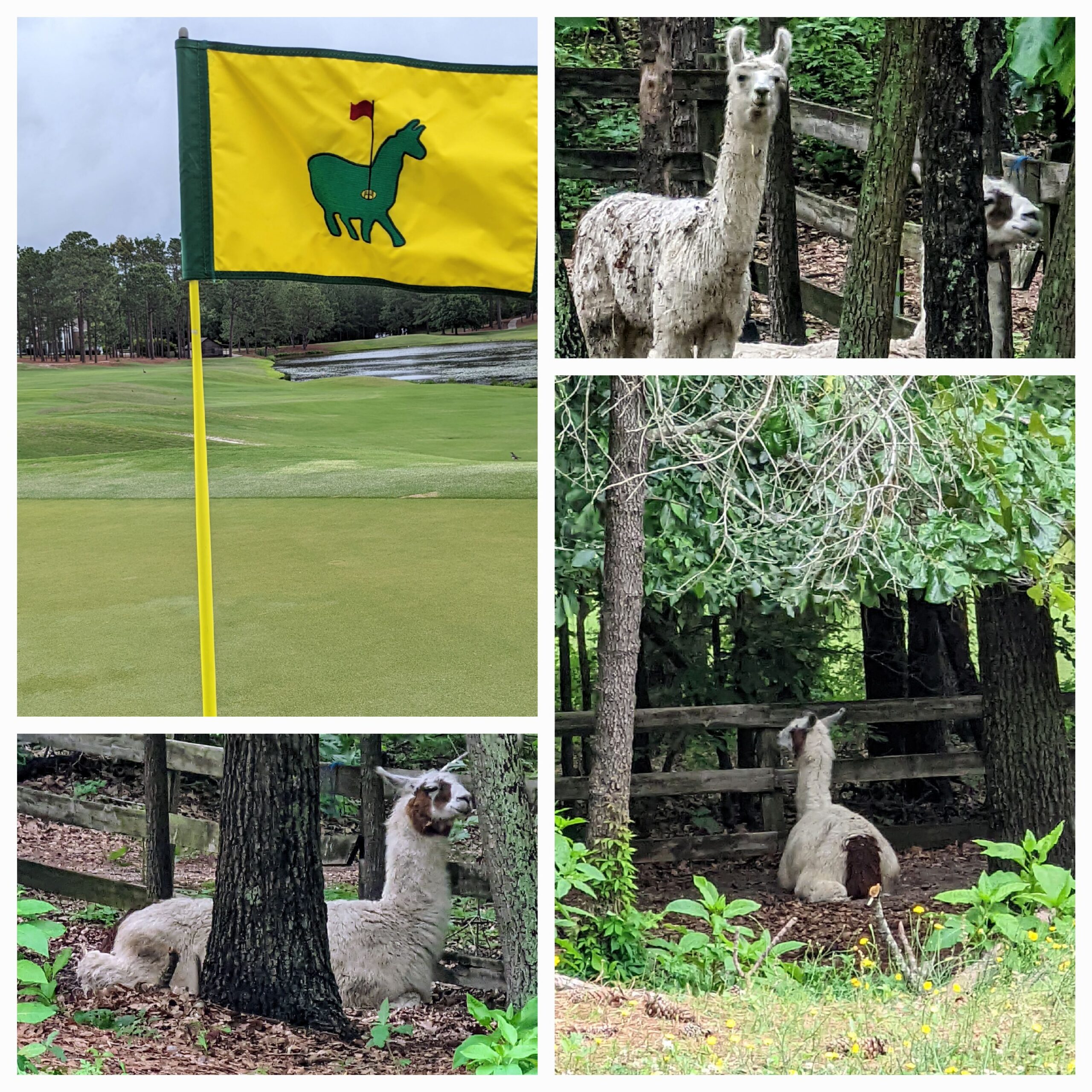 Beware of those innovative new bunkers at North Carolina’s Talamore